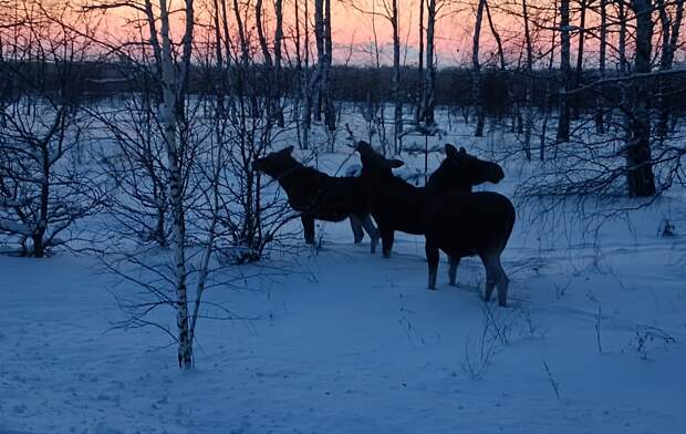 Лоси вышли к дороге возле села Троица в Рязанской области