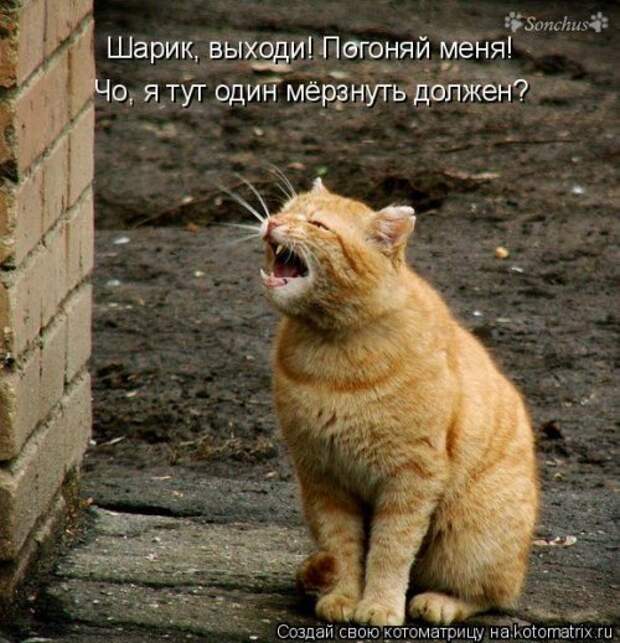Новая котоматрица (44 шт)