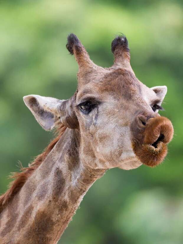 Жираф в Кении