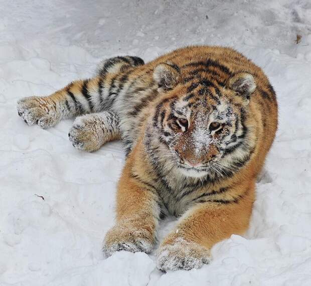 Подросшая тигрица Ракша играет в снегу / Фото: Лесная сказка