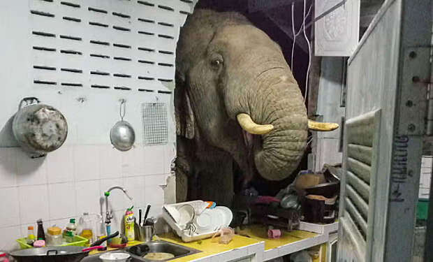 Слон учуял запах еды с кухни и решил зайти в деревенский дом через стену