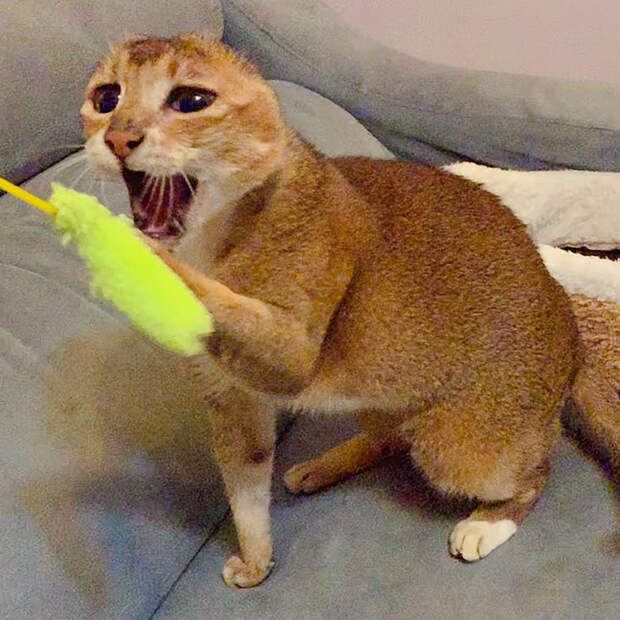 Кот Картошка, который остался без ушей
