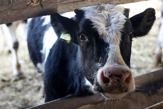 Ъ: Минсельхоз предложил урезать поддержку российских фермеров