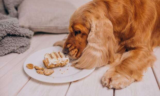 Чем лучше кормить собаку — сухим кормом или сырым мясом?
