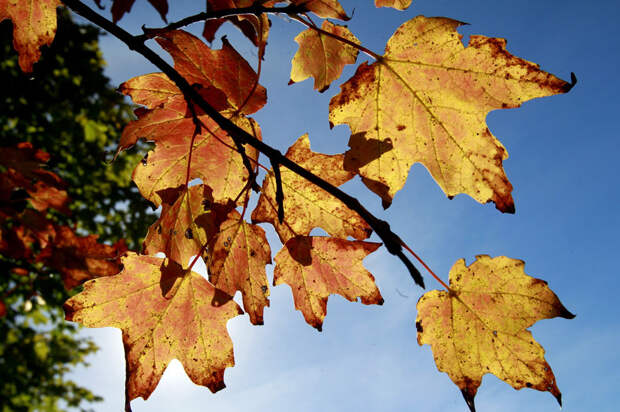 autumn20 В воздухе витает осень