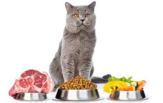 Как и чем кормить кошку?