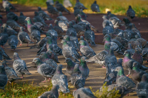 Россиян предупредили о штрафах за кормление голубей у дома