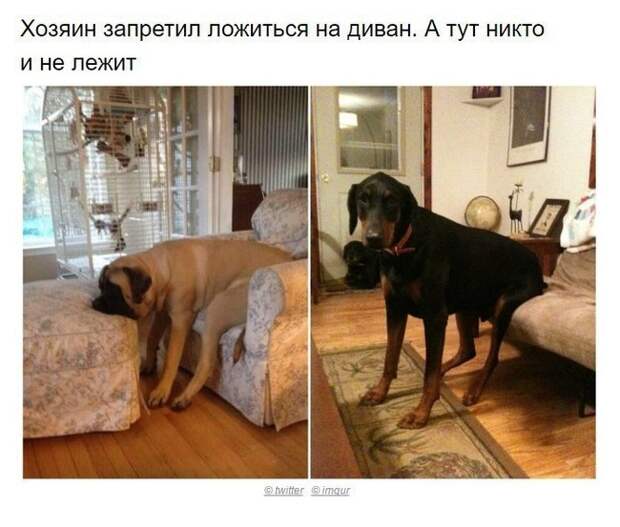 Собаки, которые поняли эту жизнь Собака, хитрые твари, длиннопост