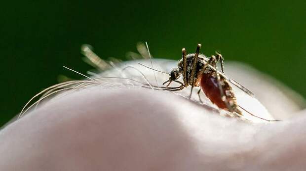 Врач рассказал, какие инфекции могут передавать комары в России