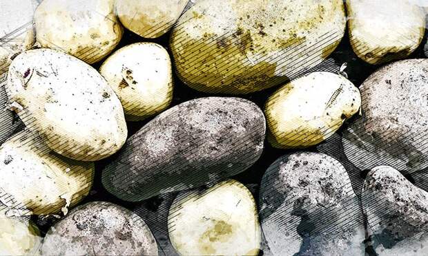 Орловский картофель Инноватор признан одним из лучших в России