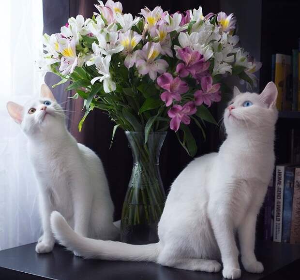Кошки-близняшки с гетерохромией)