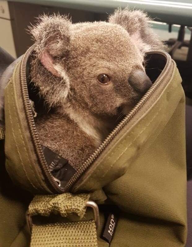 У коалы есть сумка