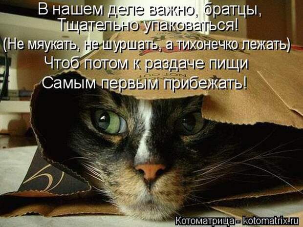 Лучшие котоматрицы недели Лучшие котоматрицы недели