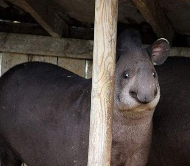 Забавные животные, удивлению которых нет предела (17 фото)