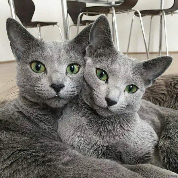 Животные-близнецы - немного очаровательных фото