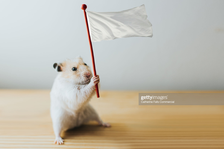 Hamster with a White Flag Hamster with a White Flag
