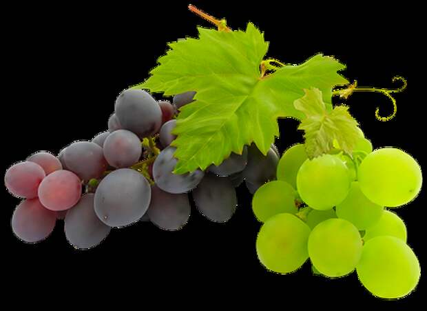 Виноград – польза, вред, противопоказания