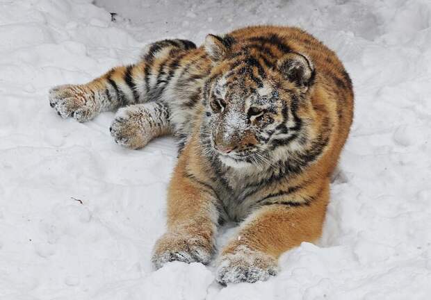 Подросшая тигрица Ракша играет в снегу / Фото: Лесная сказка