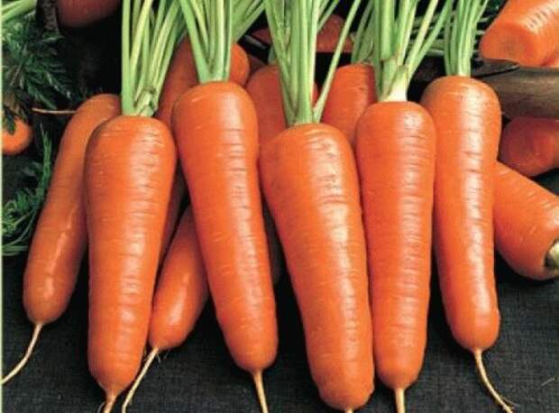 Посадка моркови под зиму 