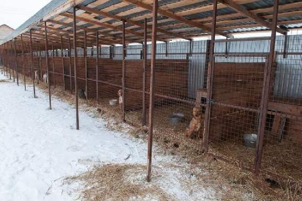 В Тамбове на бездомных животных готовы потратить ещё 8,5 млн рублей