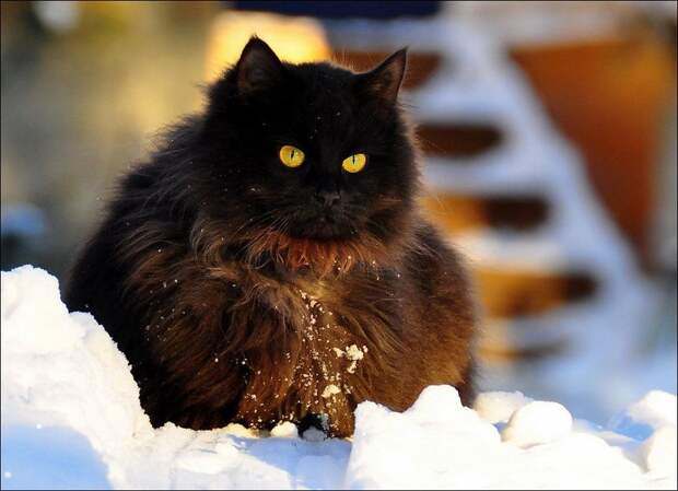 Зимние забавы кошек