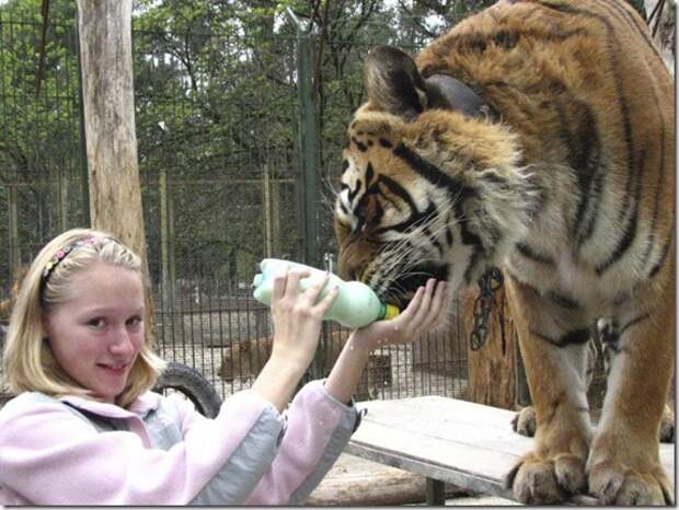 extreme-zoo_16_(funnypagenet.com)