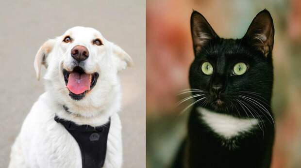 Котопёс недели: возьмите из приюта кошку-муркошку Ксюшу или собаку-умиляку Трикси