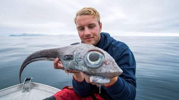 В Норвегии поймали странную рыбу с огромными глазами