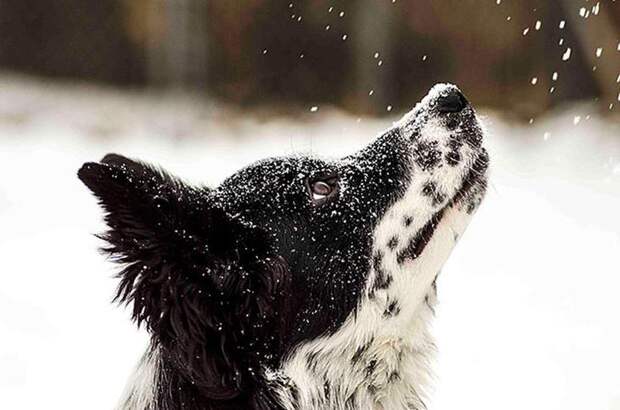 animals-and-first-snow-dog-3__700