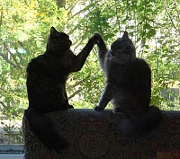 Кошки и Котята 113