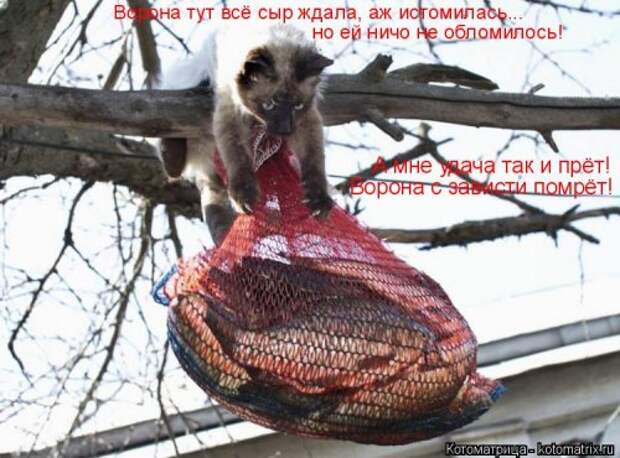 Новая котоматрица (39 фото)