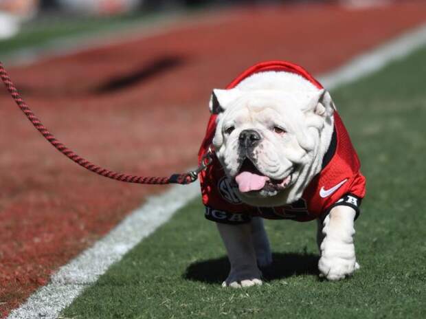 Georgia And Butler's Bulldog Mascots Had A Playdate And It Was Adorable