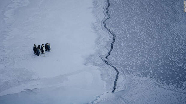 Группа императорских пингвинов столкнулись с трещиной во льду, недалеко от станции МакМердо, Антарктика. животные, климат, природа