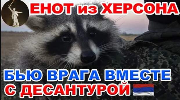 Судьба енота