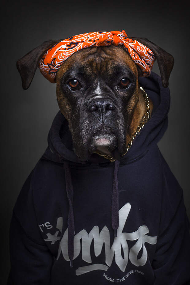2. Рокси портреты животных, собаки, фотопроект