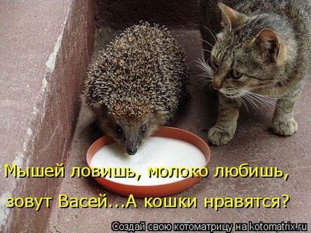 Лучшие котоматрицы недели (50 фото)