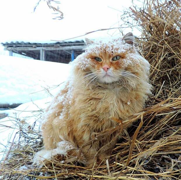 Миллион сибирских кошек Алла Лебедева, барнаул, кошеки, фоторепортаж
