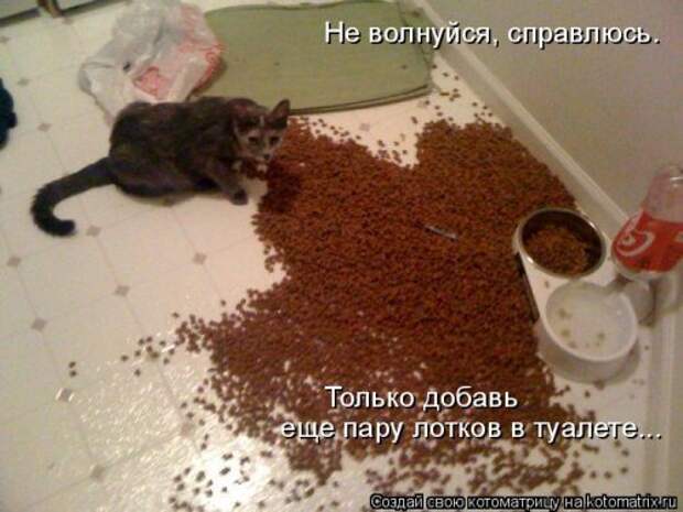 Свежая котоматрица на Бугаге (37 фото)