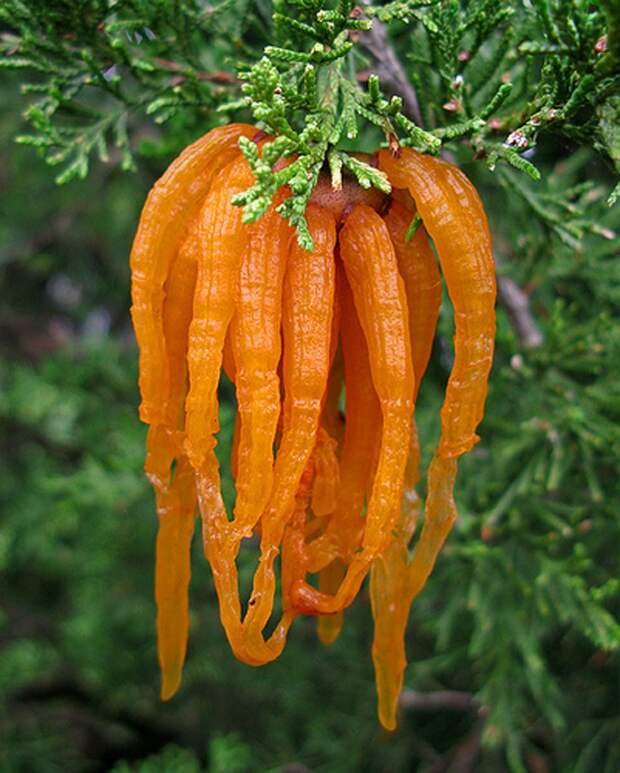 creepyplants41 Самые жуткие растения