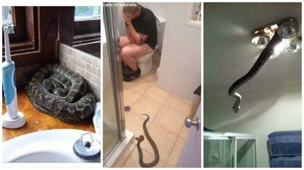 22 фото-доказательства, что Австралия - ад для офидиофобов австралия, змея