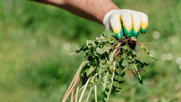 Сорняки исчезнут навсегда: всего один стакан на ведро, и огород засияет как новый
