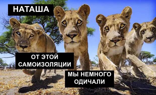 «Наташ, вставай, мы всё уронили»: откуда взялись мемы про Наташу и котов, которые теперь буквально везде