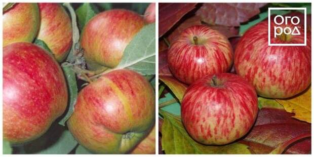 яблоки коричное новое