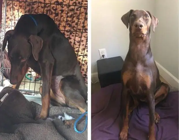 До и после того, как как их спасли и подарили дом