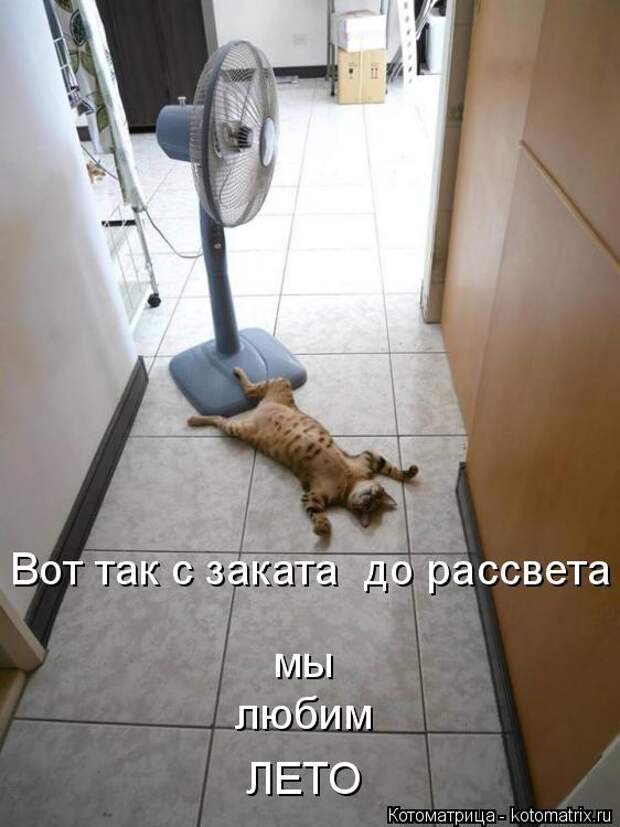 Котоматрица: Вот так с заката  до рассвета мы любим ЛЕТО