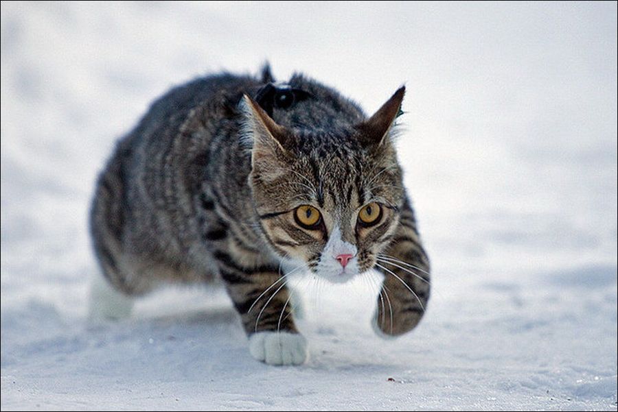 Зимние забавы кошек
