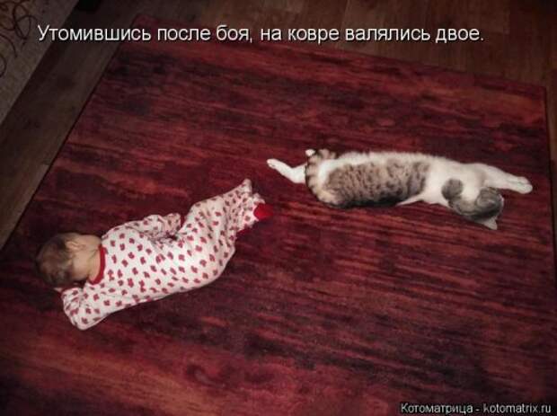 Новая котоматрица (37 шт)