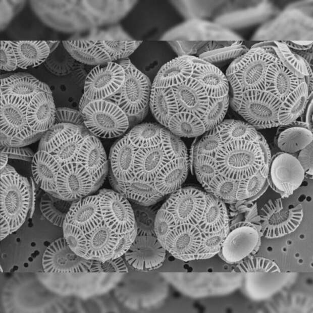 17 микрофотографий, которые покажут с новой стороны мир, что кроется у нас под носом