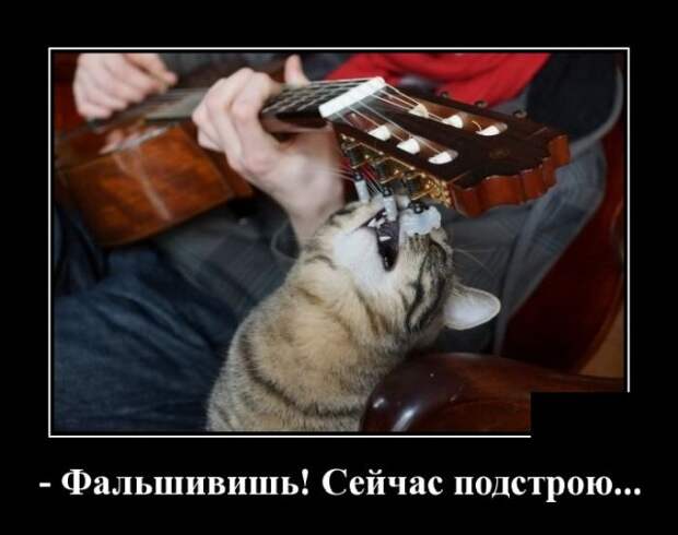 Демотиватор про кота и гитару
