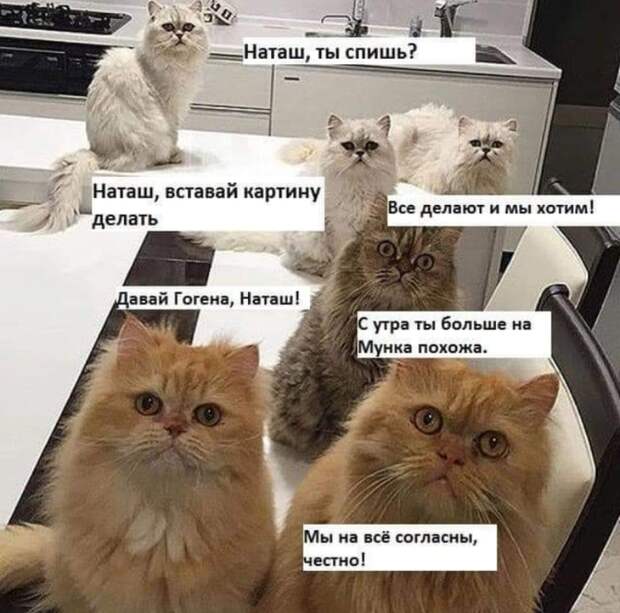 «Наташ, вставай, мы всё уронили»: откуда взялись мемы про Наташу и котов, которые теперь буквально везде
